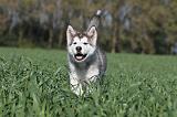 ALASKAN MALAMUTE 181